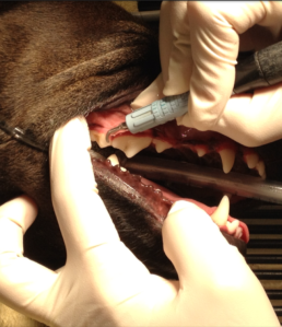 dog getting teeth cleaned