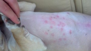 rash on dog's belly after playing on grass