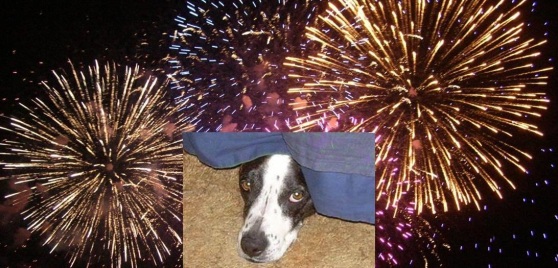 fireworks dog