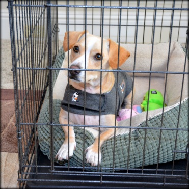 Yellow dog in a thundershirt in a crate