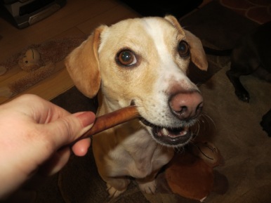 Yellow Dog chewing on a bully stick